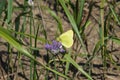 Butterflies pollinate flowers in a meadow Royalty Free Stock Photo