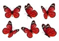 Butterflies. Realistic colored insects beautiful moth vector collection of butterflies