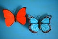 Butterflies red and blue decorative Royalty Free Stock Photo