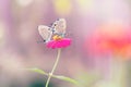Butterflies Resting On A Flower Royalty Free Stock Photo