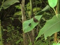 Butterflies resting on a plant inside a large greenhouse