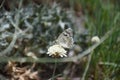 Persian butterfly Royalty Free Stock Photo