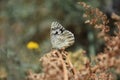 A beautiful butterfly on a flower Royalty Free Stock Photo