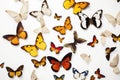 Butterflies seamless white background Top down view