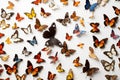 Butterflies seamless white background Top down view