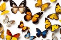 Butterflies seamless white background Top down view