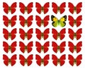 Butterflies showing concept of difference, individuality, crowd, standing out, freedom,