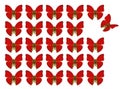 Butterflies showing concept of difference, individuality, crowd, standing out, freedom