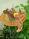 Butterflies sit on orange slices in a closed pavilion on Mainau Flower Island, Constance, Germany. Vertical