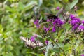 Butterflies sitting on a flower