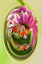 Butterflies sitting on flowers, in a capsule Royalty Free Stock Photo