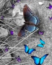 Butterflies Royalty Free Stock Photo
