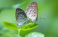 Butterflies Small Blue Royalty Free Stock Photo