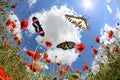 Butterflies at springtime Royalty Free Stock Photo
