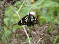 Butterflies of Sri Lanka- Ceylon Blue Glassy Tiger is black