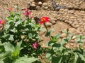 Butterflies stop to look for food.