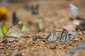 Butterflies (The Striped Albatross) feeding on the ground. Royalty Free Stock Photo