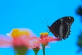 Butterflies suck nectar for food and always help pollinate flowers Royalty Free Stock Photo