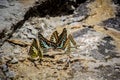 Butterflies swarm eats the minerals in the soil Royalty Free Stock Photo