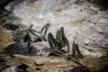 Butterflies swarm eats the minerals in the soil Royalty Free Stock Photo