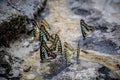Butterflies swarm eats the minerals in the soil