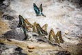 Butterflies swarm eats the minerals in the soil Royalty Free Stock Photo