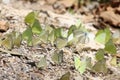 Butterflies in Thailand