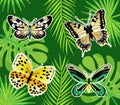 Tropical Butterflies and Exotic Leaves Foliage