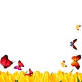 Butterflies and tulips background sping frame forder nature