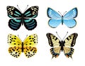 Butterflies Types Set of Icons Vector Illustration