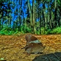 Butterflies under the pine take shelter from the sun