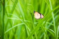 Butterflies used to make the background