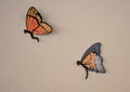 Butterflies of various shapes