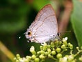 Butterflies of Vietnam, island Phu Quoc 20