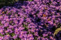 Butterflies on violet flowers