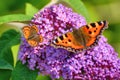 2 butterflies on buddleia blossom, small copper and small tortoiseshell Royalty Free Stock Photo