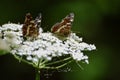 butterflies on white yarrow flowers Royalty Free Stock Photo