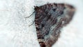 butterflies wintering in the cave (Geometridae Royalty Free Stock Photo