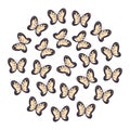 Butterflies yellow with black on white background Royalty Free Stock Photo