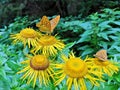 Butterflies on yellow flowers in the forest Royalty Free Stock Photo