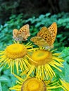 Butterflies on yellow flowers in the forest