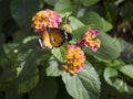 Butterfliy on a flower Royalty Free Stock Photo