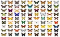 Various butterfly patterns Royalty Free Stock Photo