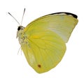 butterfly Royalty Free Stock Photo