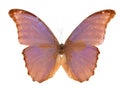 Butterfly Royalty Free Stock Photo