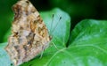 Butterfly Royalty Free Stock Photo