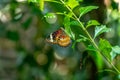 Butterfly sitting on a leafy branch