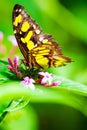 Butterfly Royalty Free Stock Photo