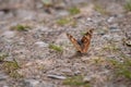 Tortoiseshell Butterfly In Bright Sunlight on A Stony Path orange wing green grass stone rock brown grey Scotland insect bokeh Royalty Free Stock Photo