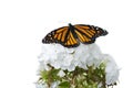 Butterfly. Royalty Free Stock Photo